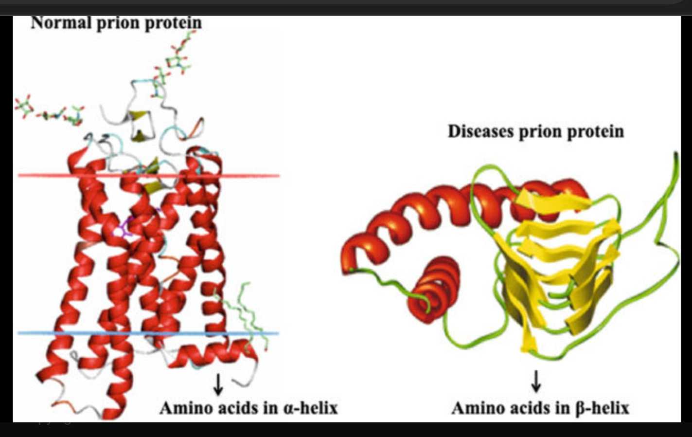 Prion1