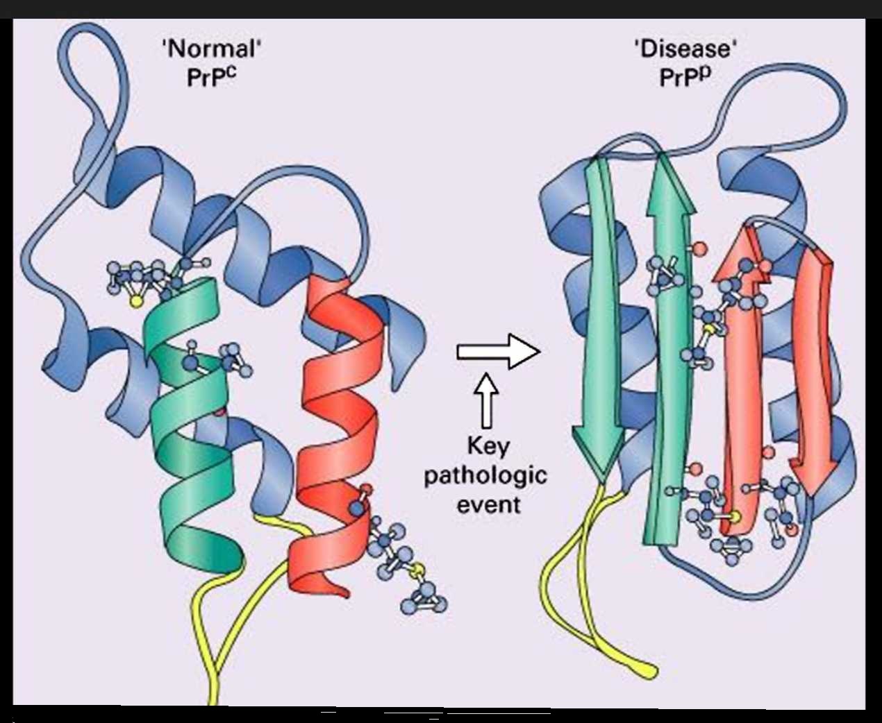 Prion2