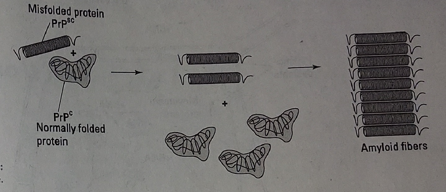 Prion4